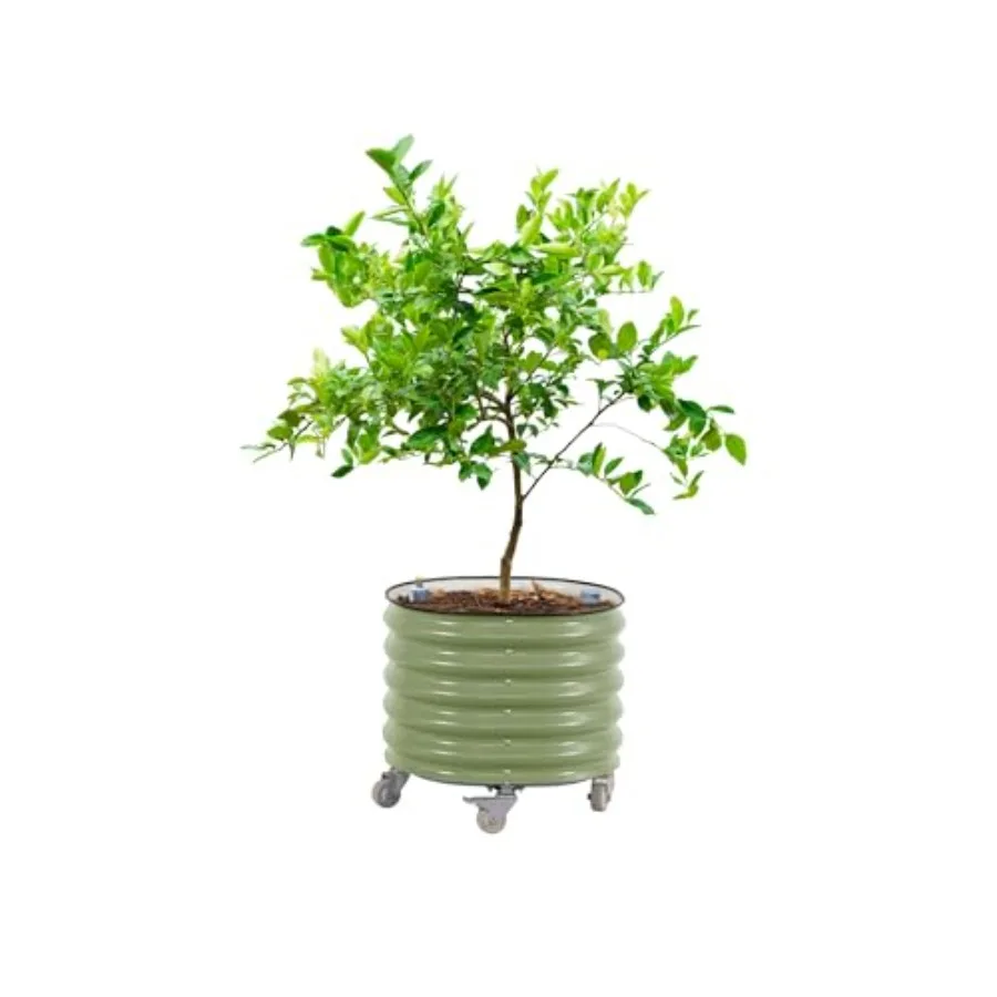 Self-Watering Planter - Rolling Citrus Tree Planter Gen 3,