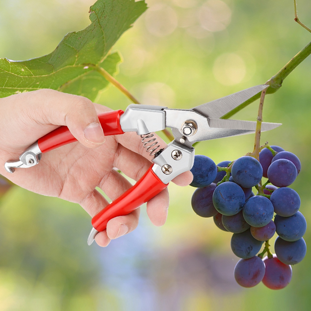 Plant Pruning Shears Straight  - đánh giá và giá Pruning Shears