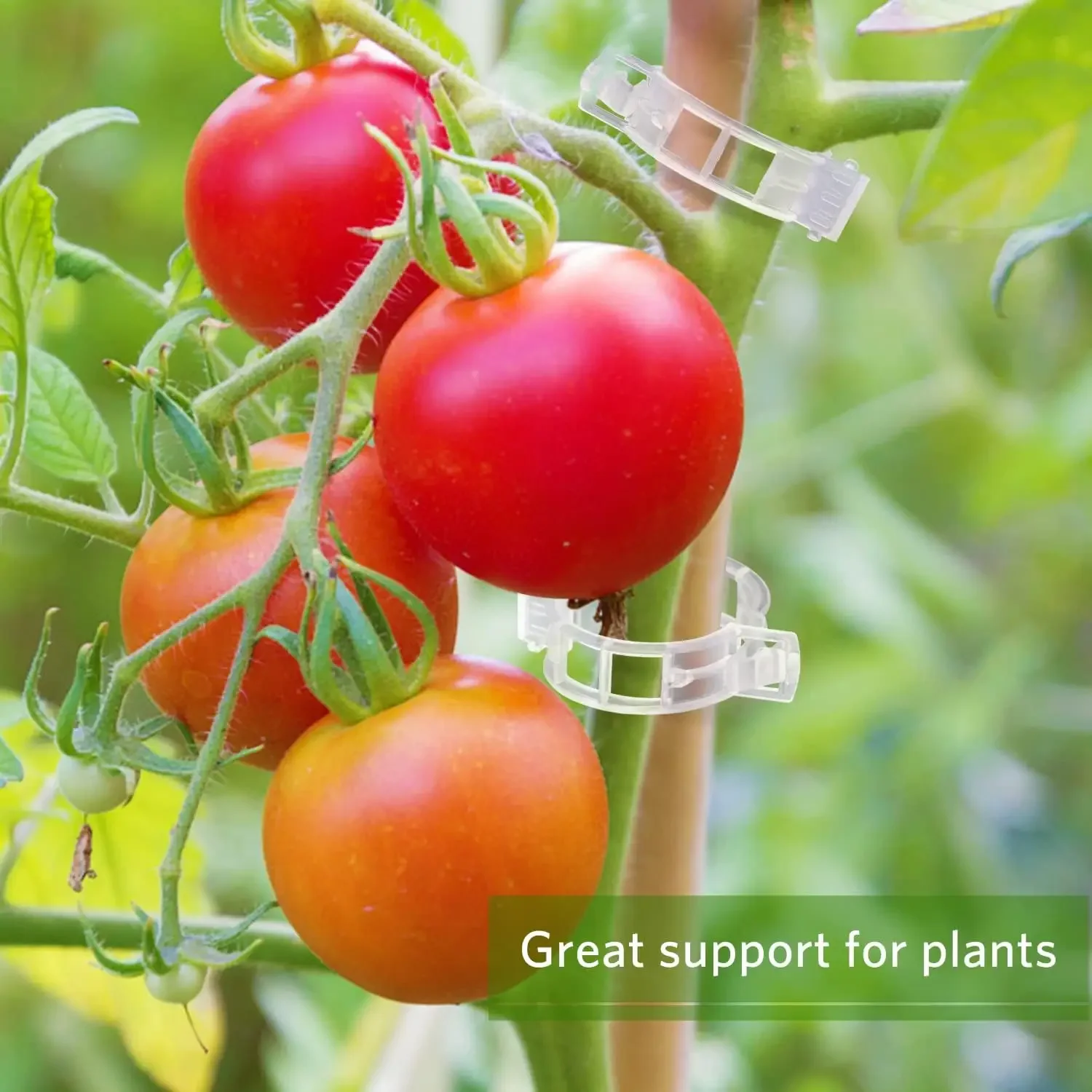 Plant Support Clips Reusable P - đánh giá và giá Gardening Tools For Vines