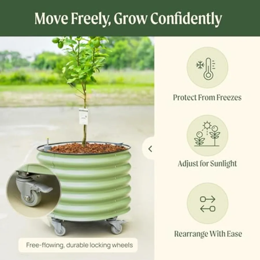 Rolling Citrus Tree Planter Ge - đánh giá và giá Self-Watering Planter
