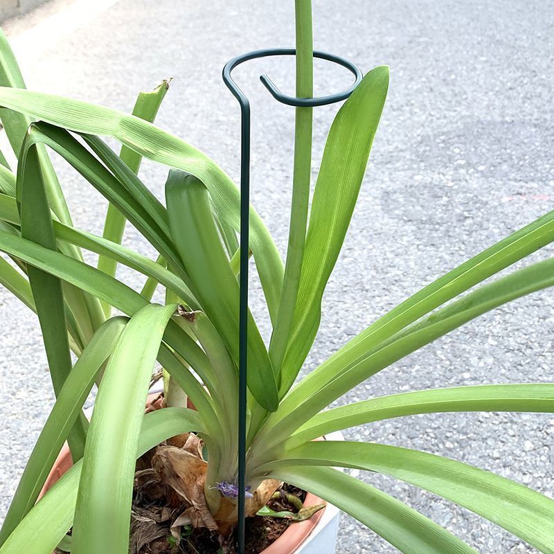 1-10pcs Metal Single Stem Plan - đánh giá và giá Gardening Tools For Vines